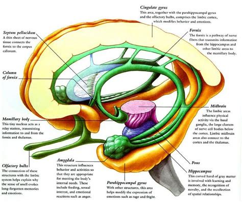 Limbic System Simplified | Epomedicine