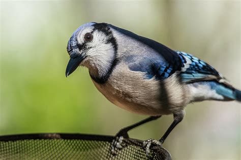 Blue Jay feeding Photograph by Garth Steger - Fine Art America