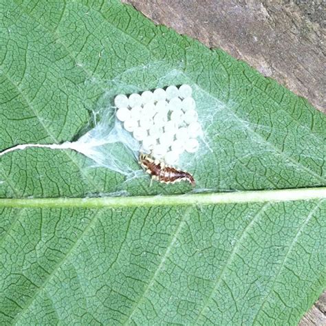 Brown Marmorated Stink Bug Eggs | Project Noah