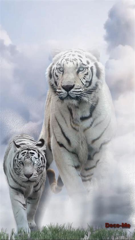 99 Wallpaper Video Harimau Images - MyWeb