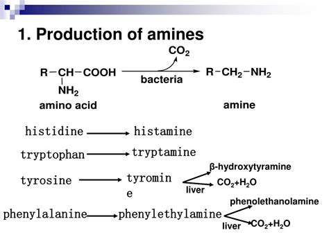 PPT - Amino Acid Metabolism PowerPoint Presentation, free download - ID ...