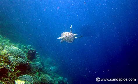 Snorkeling in Moalboal Cebu 🐢 Unlucky if you don't see a turtle