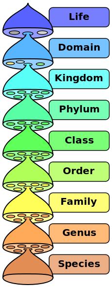 Classification Of Snake From Kingdom To Species - Snake Poin