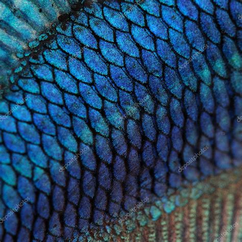 Close-up em uma pele de peixe - peixe de luta siamês azul — Fotografias ...