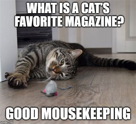 Cat and Mouse Meme | Cats, Cat puns, Cat jokes