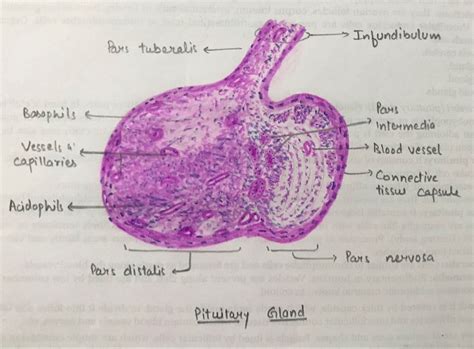 Pituitary gland | Line diagram, Histology slides, Pituitary gland