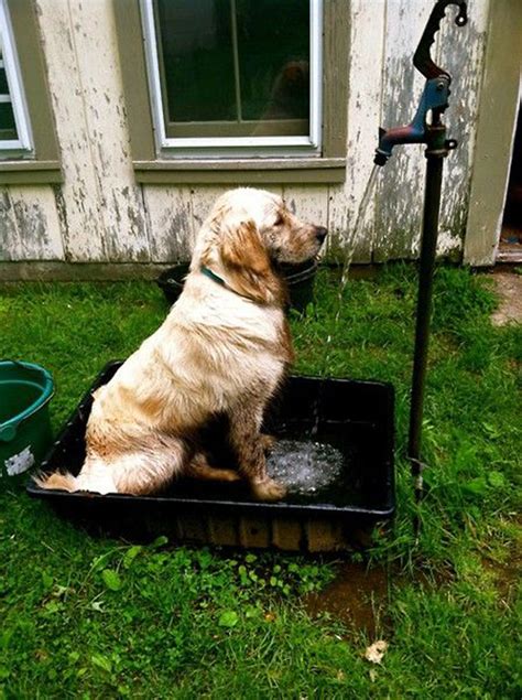 20 Easy DIY Dog Washing Station For Outdoors | Housetodecor.com