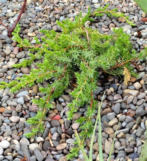 Photo #46374 | Juniperus conferta 'Blue Pacific' | plant lust