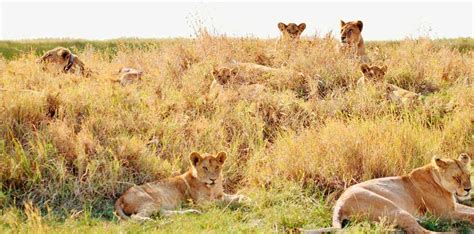 Sabana en Tanzania - Voluntariado África - ONGVoluntariado