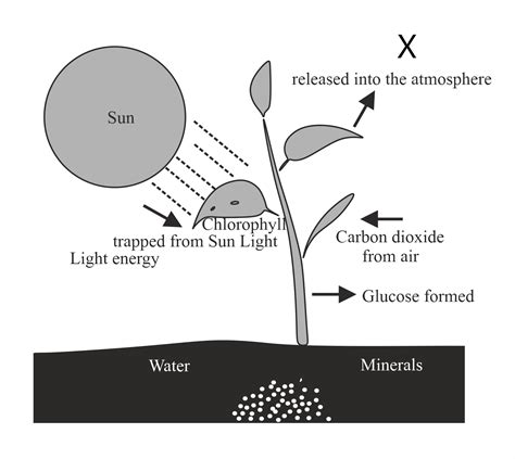 Draw a diagram showing photosynthesis