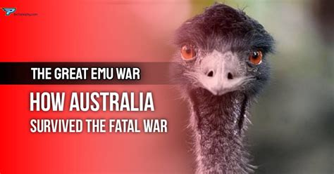 Emu War Quotes