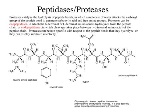 Peptidases and Chymotrypsin Mechanism Notes