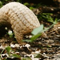 Pangolin GIFs - Find & Share on GIPHY