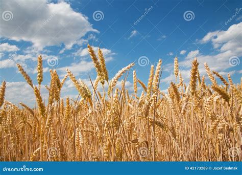 Corn for the harvest stock image. Image of emblements - 42173289