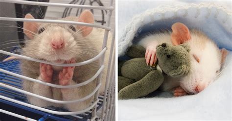 18+ Adorable Rat Pics Proving That They Can Be The Cutest Pets Ever | Bored Panda