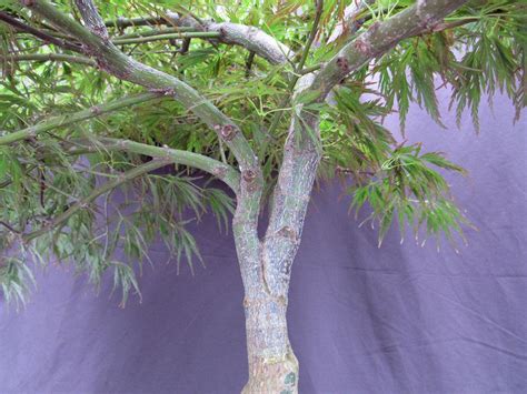 53 Year Old Crimson Queen Japanese Maple Specimen Bonsai Tree