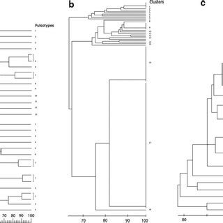 DNA fingerprinting analysis. (a) PFGE fingerprints of OXA-48-like... | Download Scientific Diagram