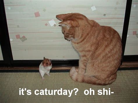 [Image - 181621] | Caturday | Know Your Meme