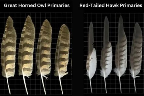 Great Horned Owl Feathers (I.D. & Facts) - Bird Feeder Hub