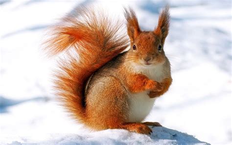 Squirrel Wallpapers - Wallpaper Cave