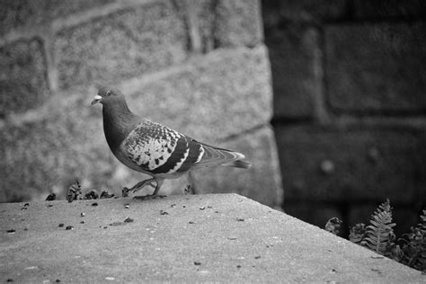 Pigeon Of The Cities Free Stock Photo - Public Domain Pictures