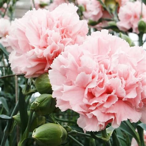 Carnation Seeds - La France | Flower Seeds in Packets & Bulk | Eden Brothers | Carnation flower ...