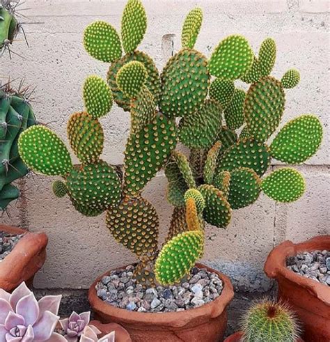 Opuntia Cacti Seed Mix | Opuntia Cactus Seeds - Cactus Kingdom