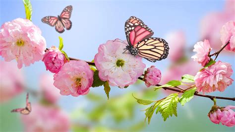 Pink butterfly on the blossom trees - HD wallpaper Wallpaper Download 3840x2160