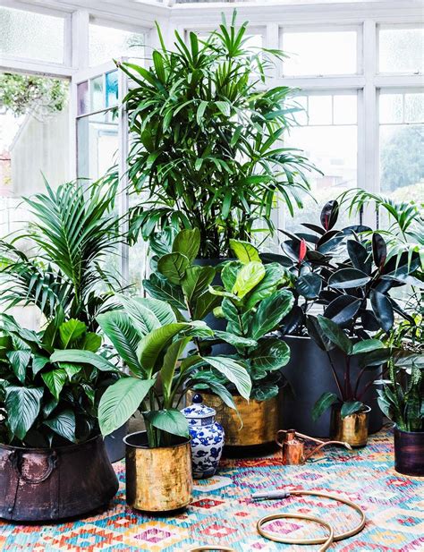 8 indoor gardening ideas to try this winter | Best indoor plants, Indoor plants, Large plants