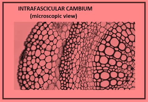 In the primary tissues of the stem, the cambium separating xylem and phloem is called asA ...