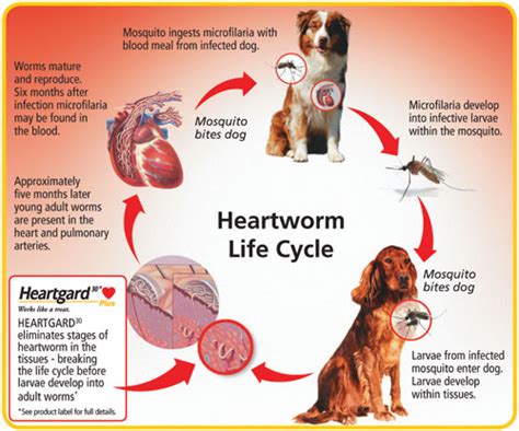 Zeus Medical Directory: Heartworm Disease