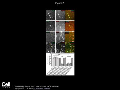 Volume 27, Issue 5, Pages (March 2017) - ppt download