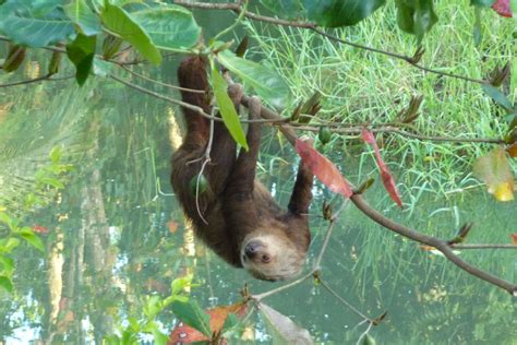 a sloth hanging upside down from a tree branch in the jungle near some ...