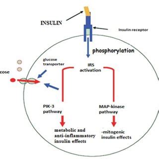 The randle cycle, "The glucose-fatty acids cycle" a homeostatic... | Download Scientific Diagram