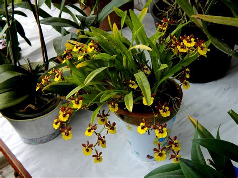 Grow and care Oncidium croesus orchid - The Rich Blooming Oncidium | Travaldo's blog