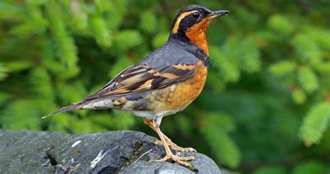 Varied Thrush Life History, All About Birds, Cornell Lab of Ornithology