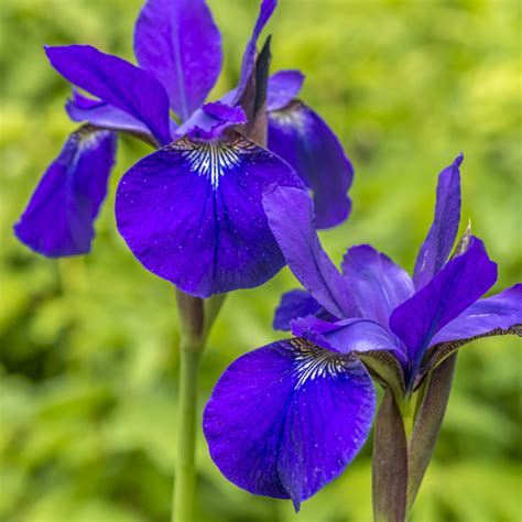 Water Iris for Sale | Blue Flag Iris | The Pond Guy