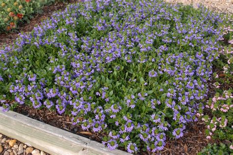 Scaevola aemula (Fairy Fan Flower,, Fan Flower) | North Carolina Extension Gardener Plant Toolbox