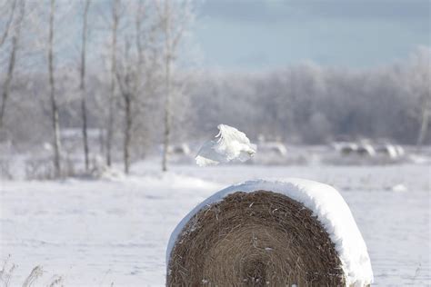 Snowy Owl Hunting Photograph by Susan Rissi Tregoning - Fine Art America