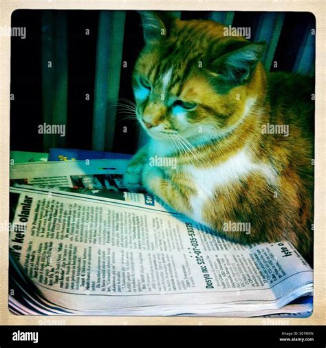 Cat reading newspaper Stock Photo - Alamy