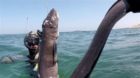 Best Big Eel Fishing. - Amazing Catching & Processing Eel on The Sea - YouTube