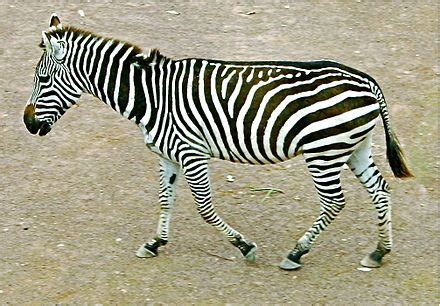 Quadrupedalism - Wikipedia | Animal photo, Animals, Zebras