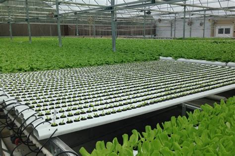 Newspaper Gallery: How Do You Build A Hydroponic Greenhouse