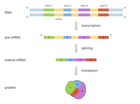 What is RNA splicing?