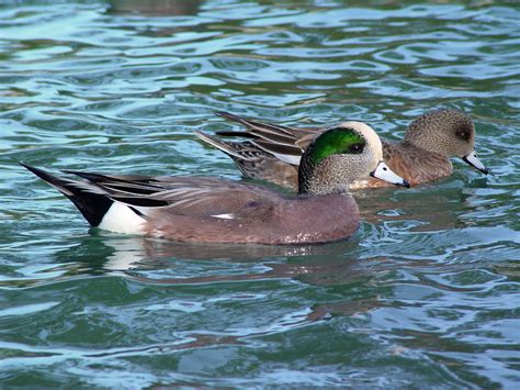 Wigeon – A guide to Irelands protected habitats & species