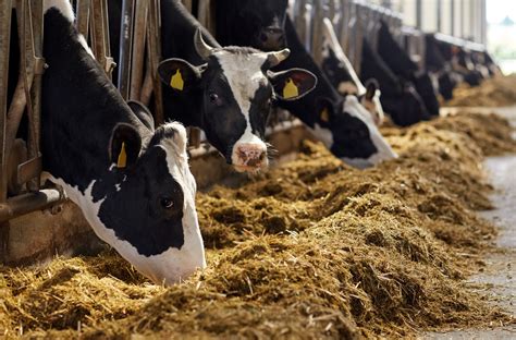 Are New Jersey's small, networked dairy farms a model for a more resilient food system? | Greenbiz