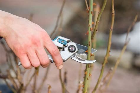 How To Trim Leggy Rose Bushes? – Amaze Vege Garden