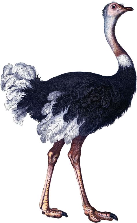 6 Wild Ostrich Images! - The Graphics Fairy | Animal drawings, Animal ...