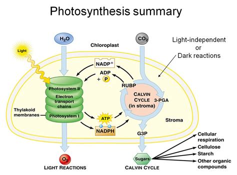 25+ Best Light Dependent Stage Of Photosynthesis Diagram, Digit Photo ...