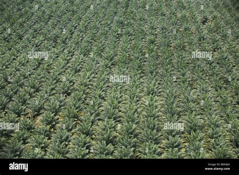 palm oil plantation, Papua New Guinea Stock Photo - Alamy